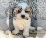 Puppy Chance Zuchon