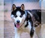 Small Photo #4 Siberian Husky Puppy For Sale in Omaha, NE, USA