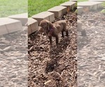 Puppy Ivy German Shorthaired Pointer-Vizsla Mix