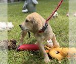 Small #3 Labrador Retriever