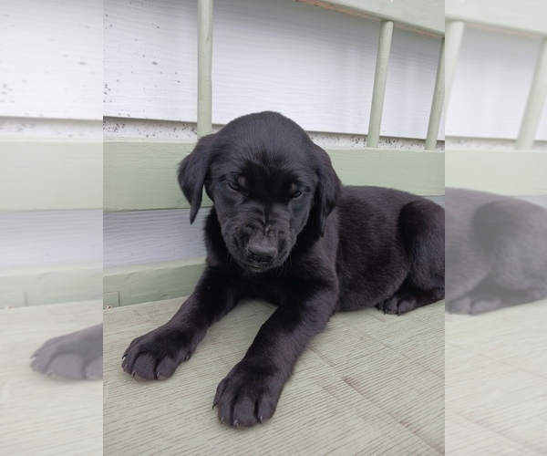 Medium Photo #14 English Cream Golden Retriever-Newfoundland Mix Puppy For Sale in SHEBOYGAN FALLS, WI, USA