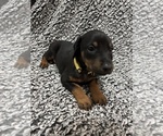 Small #1 Doberman Pinscher
