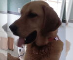 Small #3 Golden Retriever Mix