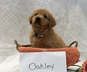 Golden Retriever Puppy for sale in OWEN, WI, USA