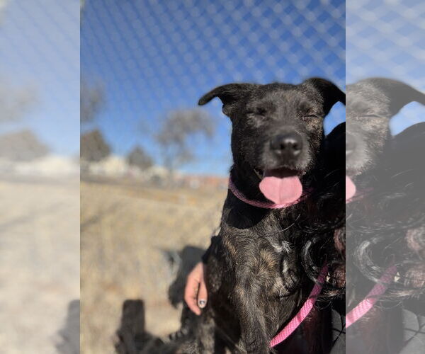 Medium Photo #3 Mutt Puppy For Sale in Las Vegas, NM, USA