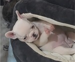 Small #2 French Bulldog
