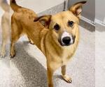 Small #1 Labrador Retriever Mix