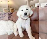 Puppy Tan boy Great Pyrenees