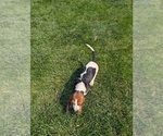 Small #6 Basset Hound