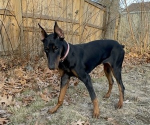 Doberman Pinscher Puppy for sale in POTOMAC, MD, USA