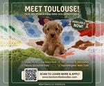 Small Goldendoodle (Miniature)