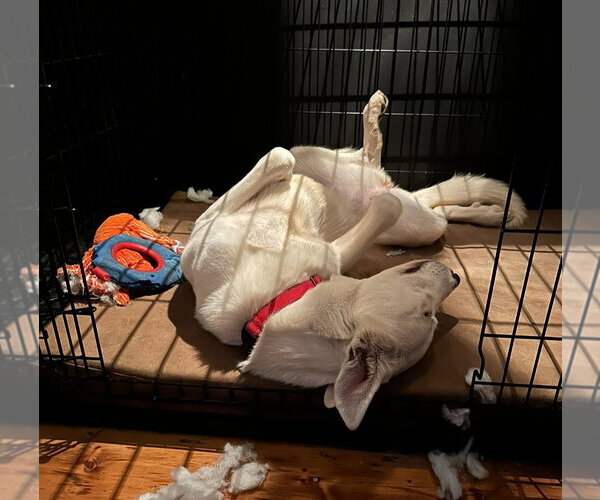 Medium Photo #6 Great Pyrenees-Unknown Mix Puppy For Sale in Croydon, NH, USA