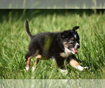Small #4 Miniature Australian Shepherd
