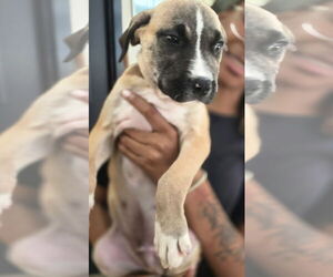 Labrador Retriever-Unknown Mix Dogs for adoption in Sanford, FL, USA