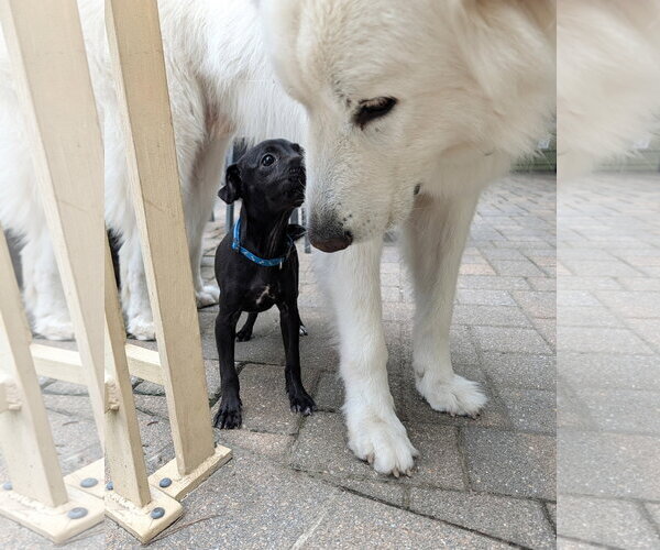 Medium Photo #7 Chihuahua-Labrador Retriever Mix Puppy For Sale in Virginia Beach, VA, USA