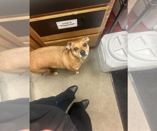 Medium Photo #2 Puggle Puppy For Sale in Gloversville, NY, USA