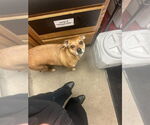 Small #1 Puggle