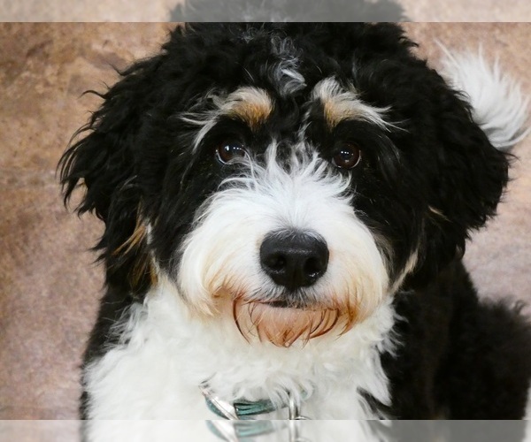 Medium Photo #1 Bernedoodle Puppy For Sale in BROADWAY, NC, USA