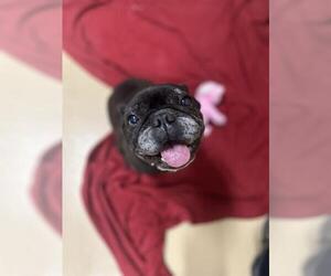 French Bulldog Dogs for adoption in Chula Vista, CA, USA