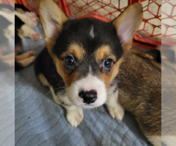 Medium Photo #1 Pembroke Welsh Corgi Puppy For Sale in BAYTOWN, TX, USA