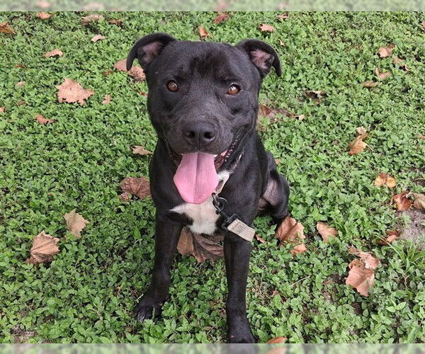 Medium Photo #2 American Pit Bull Terrier Puppy For Sale in Ocala, FL, USA
