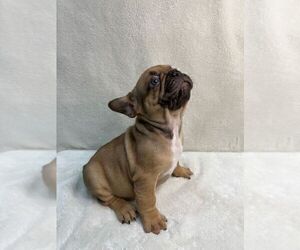 French Bulldog Puppy for sale in CHARLESTON, SC, USA