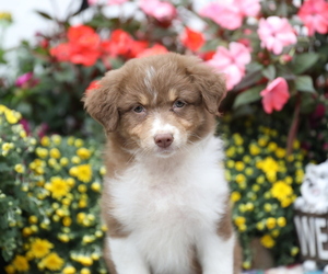 Medium Australian Shepherd