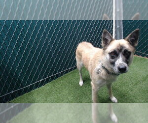German Shepherd Dog Dogs for adoption in Downey, CA, USA