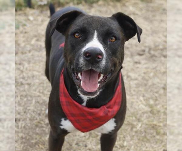 Medium Photo #1 American Staffordshire Terrier-Unknown Mix Puppy For Sale in San Antonio, TX, USA