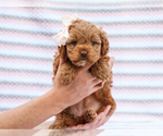 Small Photo #9 Cavapoo mix (+ Poodle Miniature) Puppy For Sale in LIBERTY, KY, USA