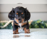Small #4 Dachshund