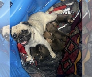 Mother of the Chug puppies born on 05/04/2026