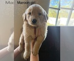 Litter of 6 - Male(s) and Female(s) Golden RetrieverLitter of Puppies for Sale - Photo #9