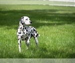 Small Photo #1 Dalmatian Puppy For Sale in WILLIAMSBURG, OH, USA