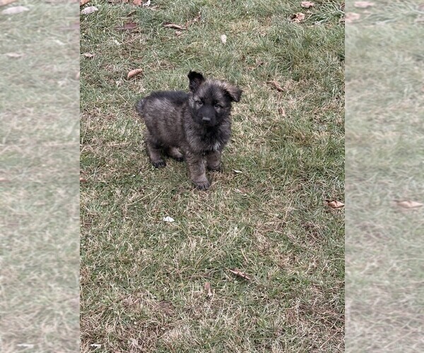 Medium Photo #4 German Shepherd Dog Puppy For Sale in PERU, ME, USA