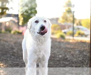 Great Pyrenees-Unknown Mix Dogs for adoption in Santa Cruz, CA, USA