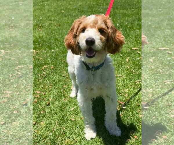 Medium Photo #3 Goldendoodle (Miniature) Puppy For Sale in Lake Elsinore, CA, USA