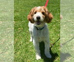 Small #2 Goldendoodle (Miniature)