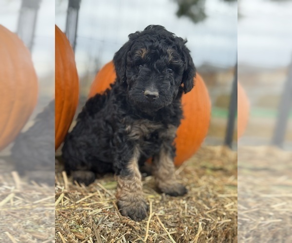Medium Photo #1 Bernedoodle (Miniature) Puppy For Sale in LONGMONT, CO, USA