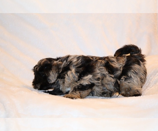 Medium Photo #11 Yorkiepoo mix (+ Poodle Toy) Puppy For Sale in DYERSBURG, TN, USA