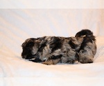 Small #10 Yorkiepoo mix (+ Poodle Toy)