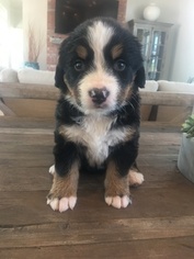 Bernese Mountain Dog Puppy for sale in ARCADIA, OK, USA