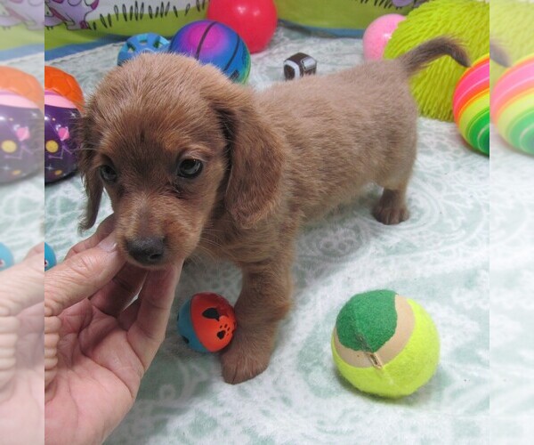 Medium Photo #4 Chiweenie Puppy For Sale in RATTAN, OK, USA