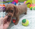 Small #3 Chiweenie
