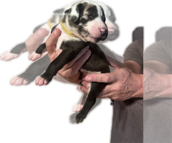 Medium Photo #28 Great Dane Puppy For Sale in WILLIS, TX, USA