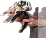 Small Photo #28 Great Dane Puppy For Sale in WILLIS, TX, USA