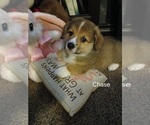 Puppy Chase Pembroke Welsh Corgi