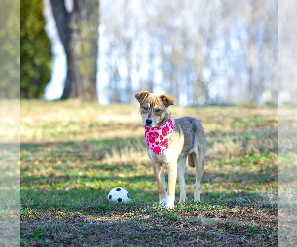 Medium Photo #11 Mutt Puppy For Sale in Unionville, PA, USA