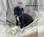 Puppy Puppy 4 Boxer