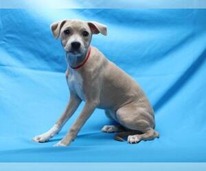 Labrador Retriever-Unknown Mix Dogs for adoption in Burbank, CA, USA